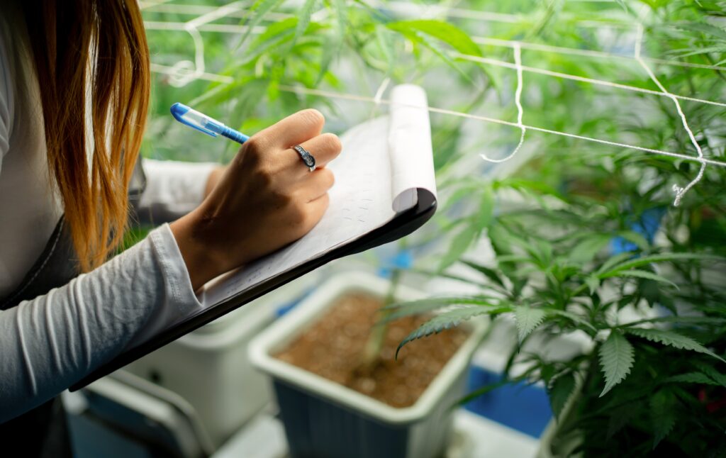 Cultivation technician tending cannabis clones