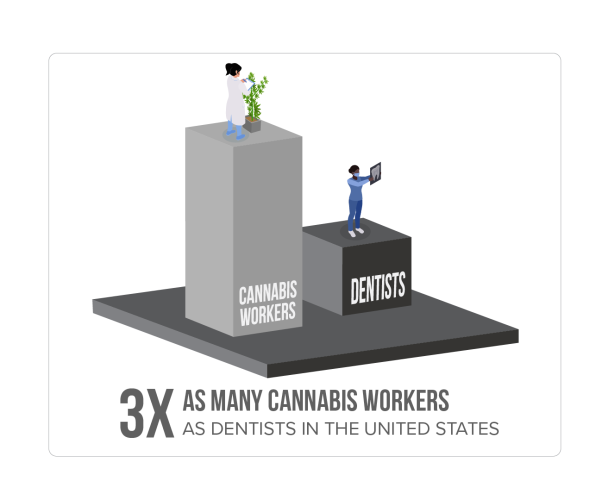 3x As many cannabis workers than dentists